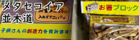 スタッフブログ　メタセコイア